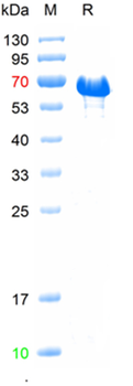 Recombinant human C-jun protein, His & MBP Tag