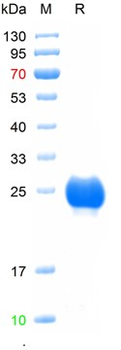 Recombinant human VEGF-165 protein, His (HEK293)