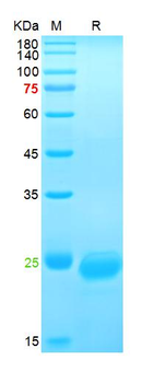 Recombinant human VEGF-165 protein, His (HEK293)
