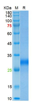 Recombinant human PLGF-2 protein, His (HEK293)