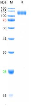Recombinant human sFlt1 protein, C-His (HEK293)