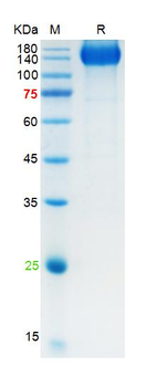 Recombinant SARS-Cov-2 Spike S1 protein (69/70 deletion, 144Y deletion, N501Y, A570D, D614G, P618H, hFc-(100-330aa), hFc (HEK293)