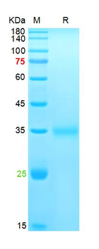 Recombinant SARS-Cov-2 Spike RBD protein (K417T, E484K, N501Y), His (HEK293)