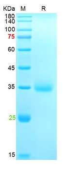 Recombinant SARS-Cov-2 Spike RBD protein (N501Y), His