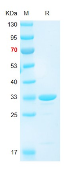 Recombinant human MOG protein, N-Trx-His