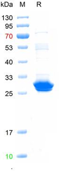 Recombinant Mouse PDCD1LG2 protein