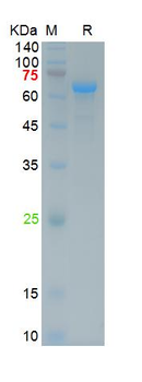 Recombinant human Transferrin R / CD71 protein, N-His