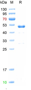 Recombinant human CD80 protein, N-GST & C-His