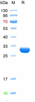 Recombinant YFV Envelope protein E, Trx & His