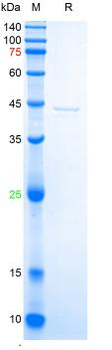 Recombinant human CHI3L1 protein, N-His