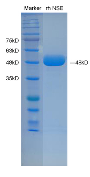 Recombinant human NSE protein, C-His