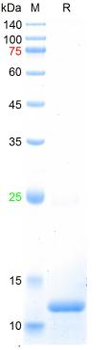 Recombinant human NSE protein, C-His