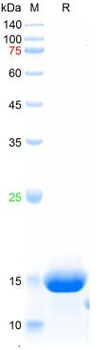 Recombinant human FABP3 protein, His