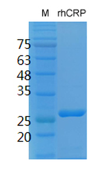 Recombinant human CRP protein, His