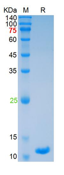 Recombinant mouse IFN Gamma protein, C-His