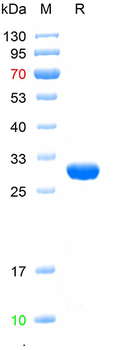 Recombinant GFP protein, His