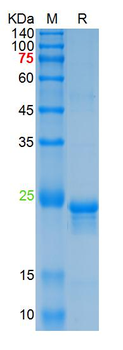 Recombinant human bFGF protein, N-His
