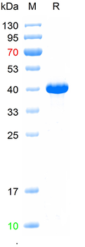 Recombinant human CD68 protein, C-His