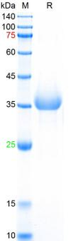 Recombinant human CD34 protein, C-His