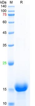 Recombinant mouse TNF-Alpha protein, N-His