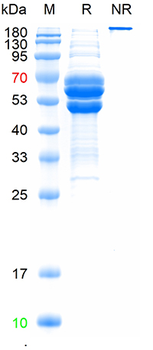 Bovine Fibrinogen (from plasma)