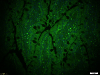 CD13 Rabbit Polyclonal Antibody (FITC)
