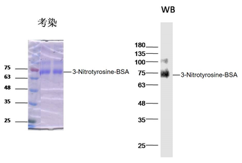 3-Nitrotyrosine Rabbit Polyclonal Antibody