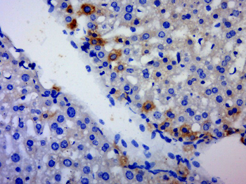 C3orf15 Rabbit Polyclonal Antibody