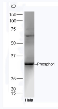 Phospho1 Rabbit Polyclonal Antibody