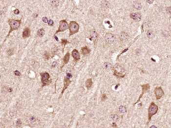 14-3-3 beta Rabbit Polyclonal Antibody