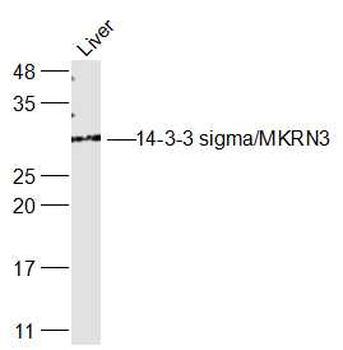 14-3-3 sigma Rabbit Polyclonal Antibody