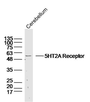 5HT2A Receptor Rabbit Polyclonal Antibody
