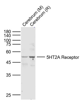 5HT2A Receptor Rabbit Polyclonal Antibody