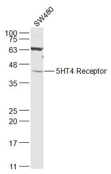 5HT4 Receptor Rabbit Polyclonal Antibody
