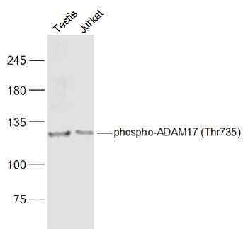 Phospho-ADAM17 (Thr735) Rabbit Polyclonal Antibody