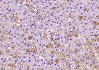 Adrenodoxin Rabbit Polyclonal Antibody