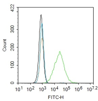Phospho-AKT1 (Tyr474) Rabbit Polyclonal Antibody