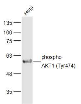Phospho-AKT1 (Tyr474) Rabbit Polyclonal Antibody