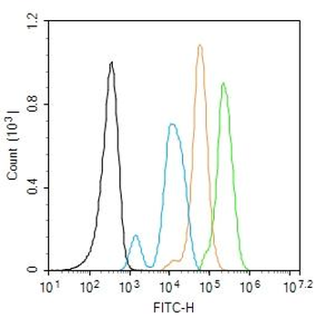 Phospho-AKT3 (Tyr473) Rabbit Polyclonal Antibody