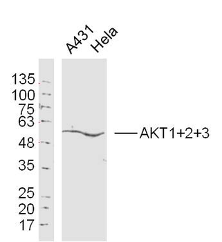 AKT1+2+3 Rabbit Polyclonal Antibody