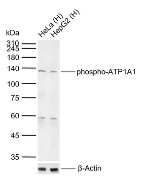 Phospho-ATP1A1 (Tyr260) Rabbit Polyclonal Antibody
