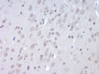 APBB3 Rabbit Polyclonal Antibody