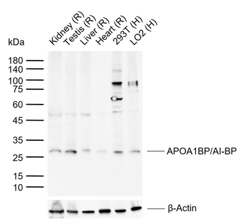 APOA1BP/AI-BP Rabbit Polyclonal Antibody