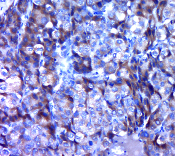 APOBEC3C Rabbit Polyclonal Antibody