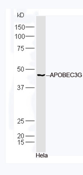 APOBEC3G Rabbit Polyclonal Antibody