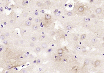 APPBP1 Rabbit Polyclonal Antibody