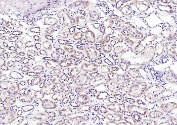 Phospho-AQP2 (Ser256) Rabbit Polyclonal Antibody