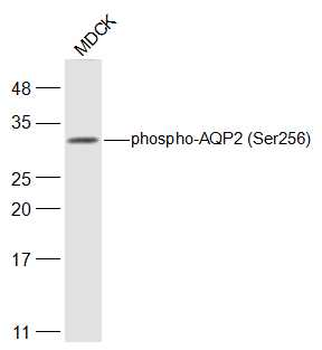 Phospho-AQP2 (Ser256) Rabbit Polyclonal Antibody