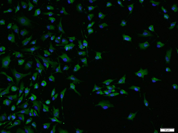 ARP3 Rabbit Polyclonal Antibody