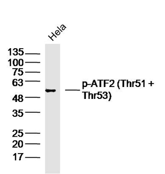 Phospho-ATF2 (Thr51 + Thr53) Rabbit Polyclonal Antibody